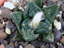 Ariocarpus fissuratus hintonii Matehuala pot 5,5 cm Cites IA - 12403065