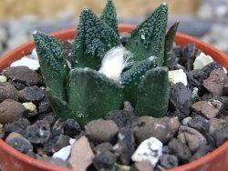 Ariocarpus fissuratus hintonii Matehuala pot 5,5 cm Cites IA - 12403066