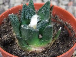 Ariocarpus fissuratus hintonii Matehuala pot 5,5 cm Cites IA - 12403067