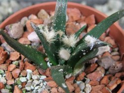 Ariocarpus agavoides pot 5,5 cm cites IA