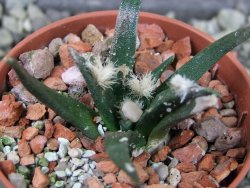 Ariocarpus agavoides pot 5,5 cm cites IA - 12403069