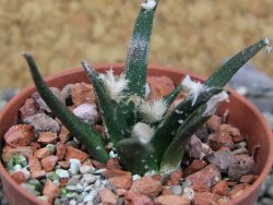 Ariocarpus agavoides pot 5,5 cm cites IA - 12403070