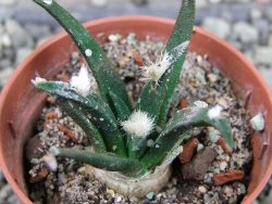 Ariocarpus agavoides pot 5,5 cm cites IA - 12403071