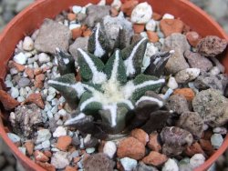 Ariocarpus kotschoubeyanus elephantidens Vista Hermosa pot 5,5 cm - 12403072