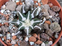 Ariocarpus kotschoubeyanus elephantidens Vista Hermosa pot 5,5 cm