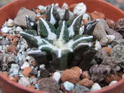 Ariocarpus kotschoubeyanus elephantidens Vista Hermosa pot 5,5 cm - 12403074