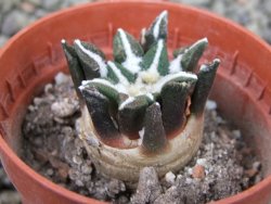 Ariocarpus kotschoubeyanus elephantidens Vista Hermosa pot 5,5 cm - 12403075
