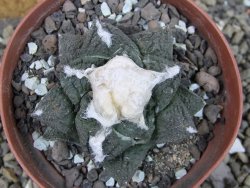 Ariocarpus fissuratus Cuatro Cienegas pot 9 cm