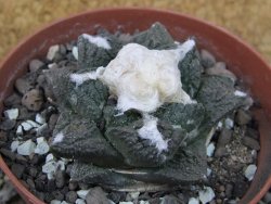 Ariocarpus fissuratus Cuatro Cienegas pot 9 cm - 12403081