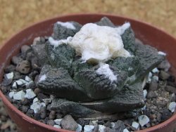 Ariocarpus fissuratus Cuatro Cienegas pot 9 cm - 12403083