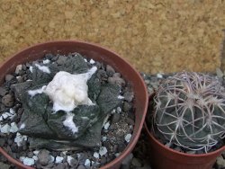 Ariocarpus fissuratus Cuatro Cienegas pot 9 cm - 12403084
