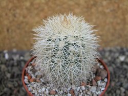 Echinocereus dasyacanthus Brewster pot 6,5 cm - 12403097