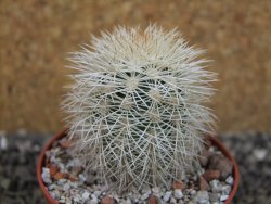 Echinocereus dasyacanthus Brewster pot 6,5 cm - 12403098