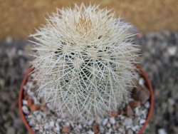 Echinocereus dasyacanthus Brewster pot 6,5 cm