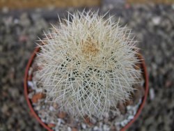 Echinocereus dasyacanthus Brewster pot 6,5 cm - 12403100