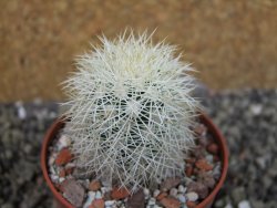 Echinocereus dasyacanthus Brewster pot 6,5 cm