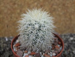 Echinocereus dasyacanthus Brewster pot 6,5 cm - 12403102