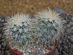 Echinocereus dasyacanthus Brewster pot 5,5 cm - 12403103