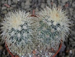 Echinocereus dasyacanthus Brewster pot 5,5 cm