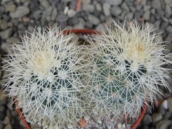 Echinocereus dasyacanthus Brewster pot 5,5 cm - 12403105