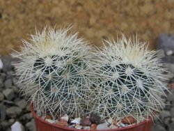 Echinocereus dasyacanthus Brewster pot 5,5 cm - 12403106