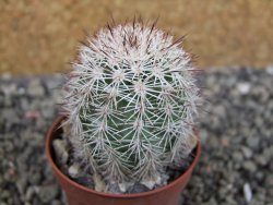 Echinocereus dasyacanthus výběr z květů, pot 5,5 cm