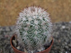 Echinocereus dasyacanthus výběr z květů, pot 5,5 cm - 12403111