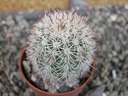 Echinocereus dasyacanthus výběr z květů, pot 5,5 cm - 12403112