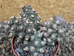Tephrocactus molinensis pot 5,5 cm