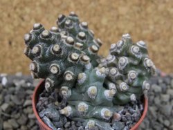Tephrocactus molinensis pot 5,5 cm - 12403131