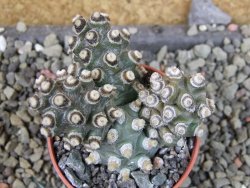 Tephrocactus molinensis pot 5,5 cm - 12403132