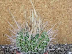 Echinofossulocactus erectocentrus SB 286 Dr. Arroyo pot 6,5 cm
