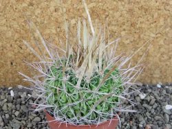 Echinofossulocactus erectocentrus SB 286 Dr. Arroyo pot 6,5 cm - 12403137