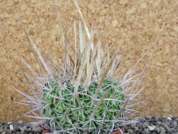 Echinofossulocactus erectocentrus SB 286 Dr. Arroyo pot 6,5 cm - 12403138