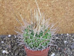 Echinofossulocactus erectocentrus SB 286 Dr. Arroyo pot 6,5 cm - 12403139
