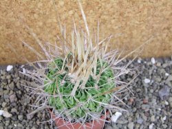 Echinofossulocactus erectocentrus SB 286 Dr. Arroyo pot 6,5 cm - 12403140