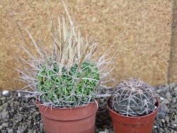 Echinofossulocactus erectocentrus SB 286 Dr. Arroyo pot 6,5 cm - 12403141