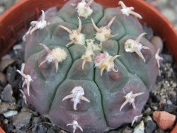 Gymnocalycium vatteri unguispinum, pot 5,5 cm