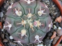 Gymnocalycium vatteri unguispinum, pot 5,5 cm - 12403148