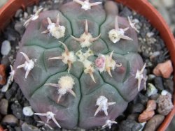 Gymnocalycium vatteri unguispinum, pot 5,5 cm - 12403149