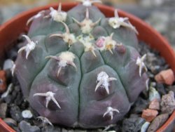 Gymnocalycium vatteri unguispinum, pot 5,5 cm - 12403150