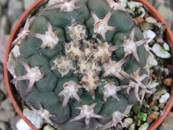 Gymnocalycium spegazzinii unguispinum SL 44b, pot 5,5 cm - 12403158