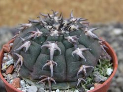 Gymnocalycium spegazzinii unguispinum SL 44b, pot 5,5 cm - 12403163