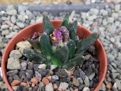 Ariocarpus scapharostrus Rayones, pot 5,5 cm