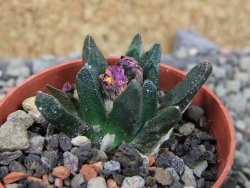 Ariocarpus scapharostrus Rayones, pot 5,5 cm - 12403171