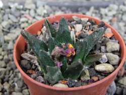 Ariocarpus scapharostrus Rayones, pot 5,5 cm - 12403172