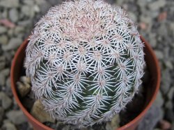 Echinocereus ctenoides žluté až oranžové květy pot 5,5 cm - 12403174