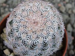 Echinocereus ctenoides žluté až oranžové květy pot 5,5 cm - 12403175
