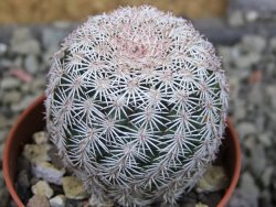 Echinocereus ctenoides žluté až oranžové květy pot 5,5 cm - 12403176
