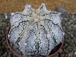 Astrophytum Z Jasenné pot 6,5 cm - 12403177